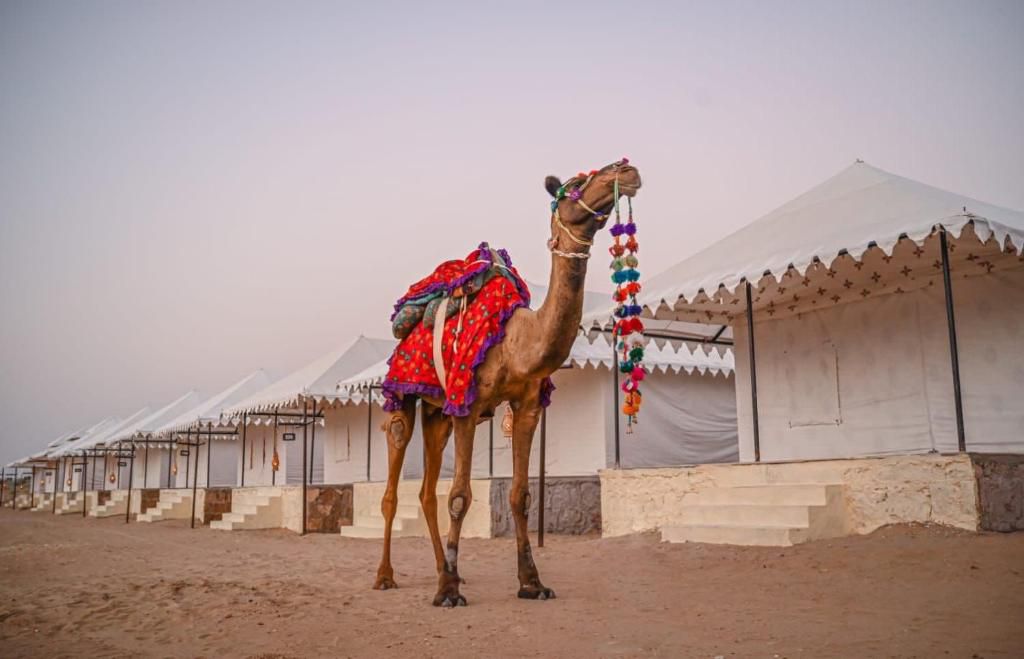 Decorated camel standing beside Swiss tents at Sam Sand Dunes